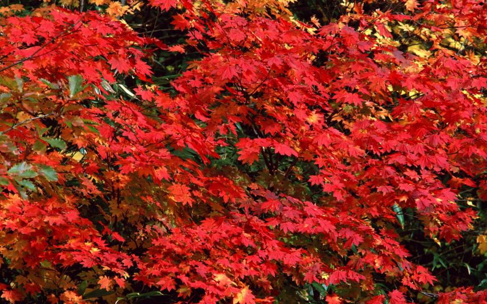 Red Autumn 8 wallpaper,nature HD wallpaper,tree HD wallpaper,leaf HD wallpaper,autumn HD wallpaper,3d & abstract HD wallpaper,1920x1200 wallpaper