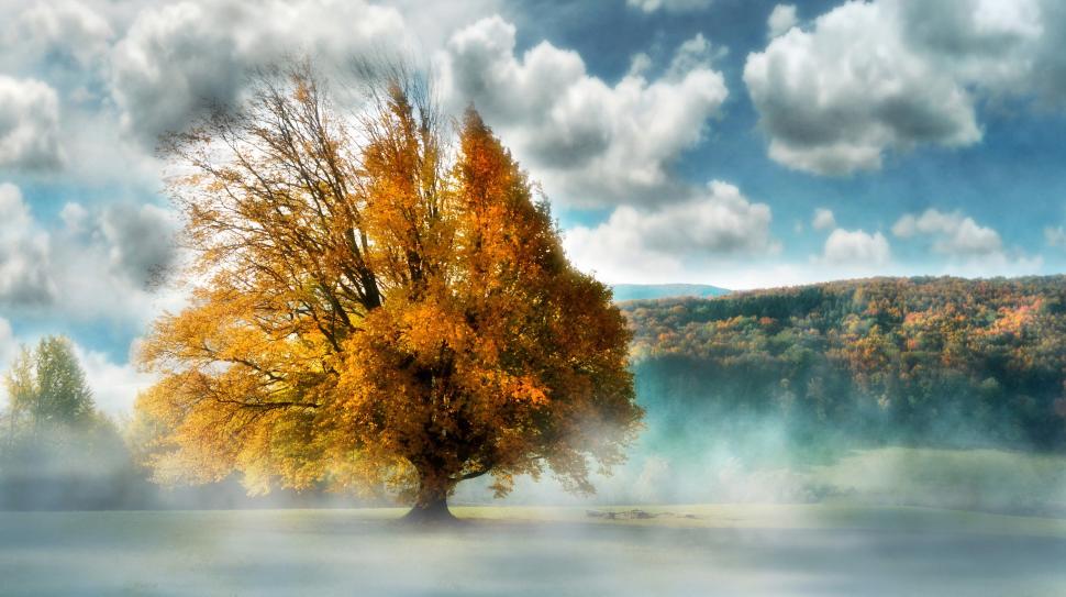 Tree in fog wallpaper,tree HD wallpaper,landscape HD wallpaper,fog HD wallpaper,2048x1147 wallpaper