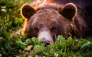 Grizzly, bear, face, rest wallpaper thumb