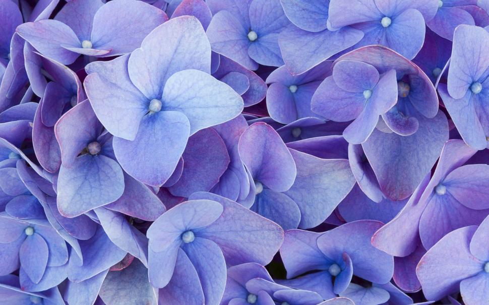 Blue four petals flowers wallpaper,Blue HD wallpaper,Four HD wallpaper,Petals HD wallpaper,Flowers HD wallpaper,1920x1200 wallpaper