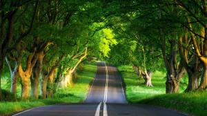 Road, Trees, Green, Nature, Grass wallpaper thumb