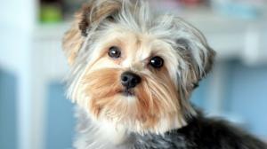Yorkshire Terrier, Dog, Puppy, Cute, Pet, Animals wallpaper thumb