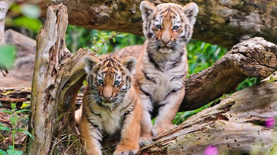 Tiger cubs close-up wallpaper,Tiger HD wallpaper,Cubs HD wallpaper,1920x1080 wallpaper