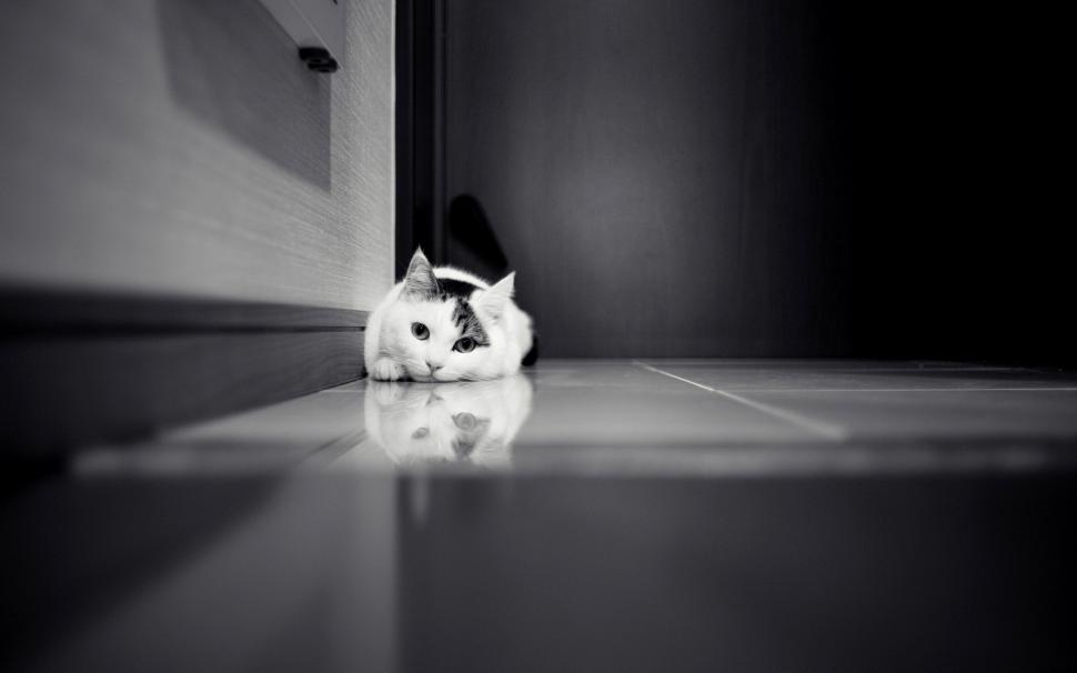 Cute Cat Sprawl On The Floor wallpaper,cute HD wallpaper,floor HD wallpaper,sprawl HD wallpaper,black & white HD wallpaper,1920x1200 wallpaper