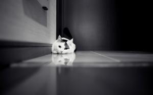 Cute Cat Sprawl On The Floor wallpaper thumb