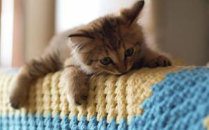 Cute kitten, sofa, rug wallpaper thumb