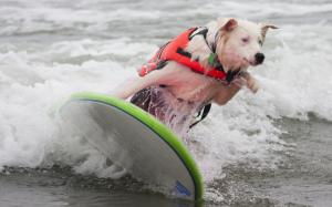Dog Surfing wallpaper thumb