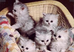 Five Kittens wallpaper thumb