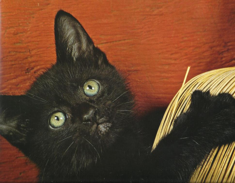 A Black Cat With A Broom wallpaper,feline HD wallpaper,broom HD wallpaper,brack HD wallpaper,black HD wallpaper,animals HD wallpaper,1964x1528 wallpaper