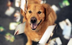 Animals, Dog, Golden Retrievers, Photography wallpaper thumb