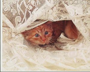 A Kitten Under The Lace wallpaper thumb