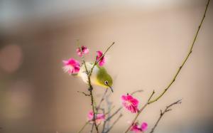 Peach blossom, pink flowers, bird, spring wallpaper thumb