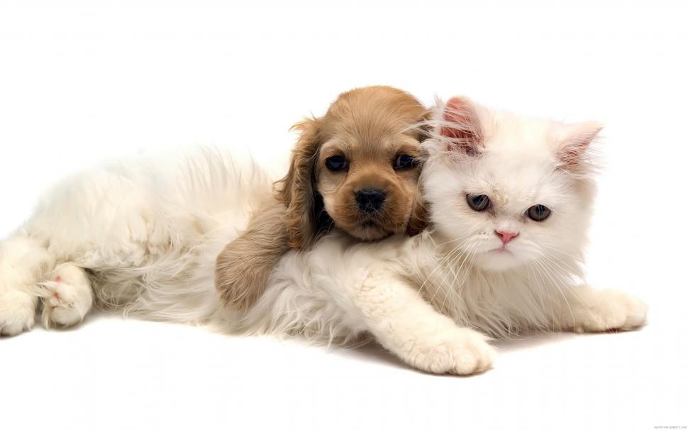 Cat and puppy are a hug wallpaper,animal HD wallpaper,cat HD wallpaper,puppy HD wallpaper,hug HD wallpaper,love HD wallpaper,white HD wallpaper,2560x1600 wallpaper