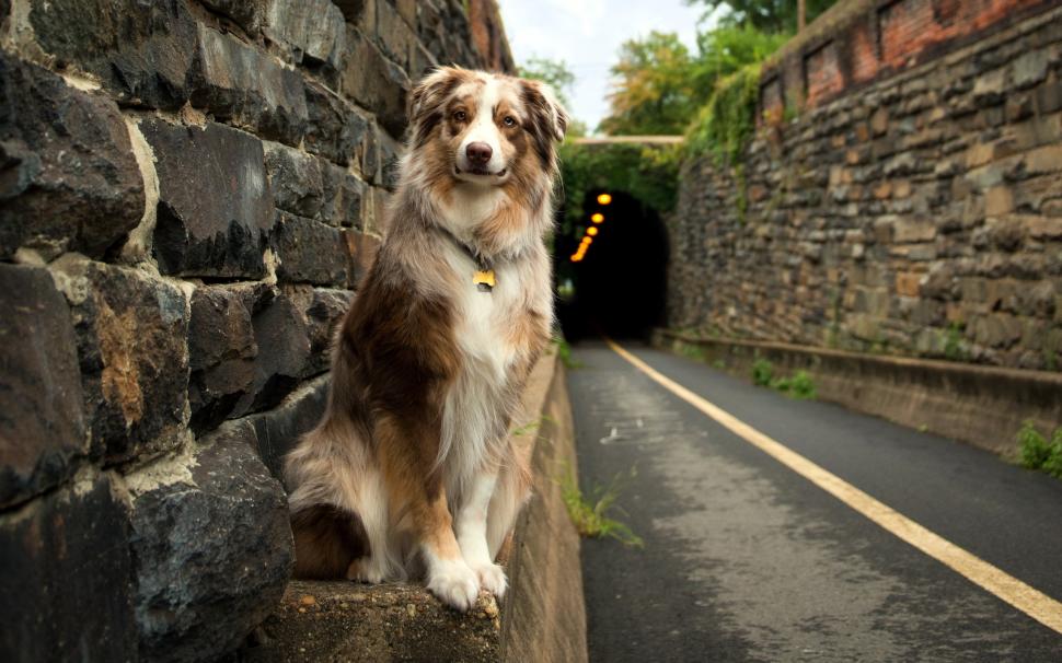 Friendly Dog Waiting wallpaper,maroon dog HD wallpaper,tunnel HD wallpaper,landscape HD wallpaper,2560x1600 wallpaper