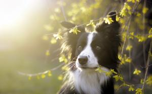 Cute dog, twigs, morning, sunlight wallpaper thumb