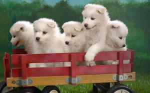 Wagonload of Samoyed Puppies wallpaper thumb