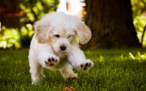 Little Dog Play In The Wood  Best Desktop Images wallpaper thumb