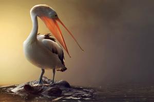 Pelican bird wallpaper thumb