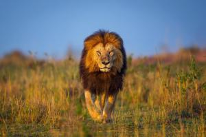 Lion, Africa, Kenya wallpaper thumb