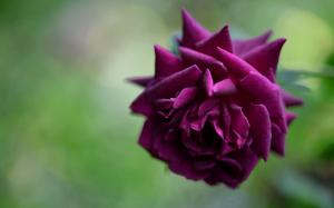 Violet rose wallpaper thumb