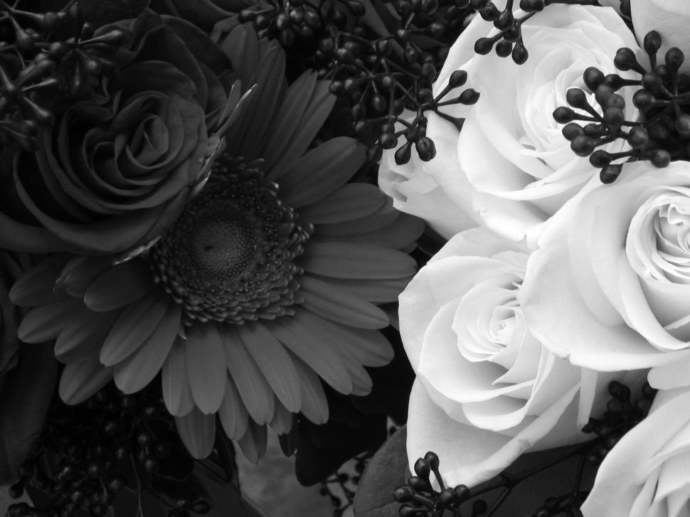 Black&withe wallpaper,roses HD wallpaper,withe roses HD wallpaper,wall HD wallpaper,flowers HD wallpaper,daisy HD wallpaper,3d & abstract HD wallpaper,2048x1536 wallpaper