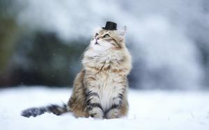Cat, Hat, Animals, Nature, Snow, Winter wallpaper thumb
