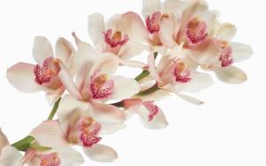 Orchid flowers close-up wallpaper thumb