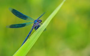 Green grass, leaves, blue dragonfly wallpaper thumb