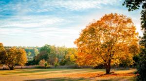 Landscape, nature autumn, trees, yellow leaves, blue sky wallpaper thumb