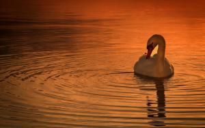 Bird swan, sunset wallpaper thumb