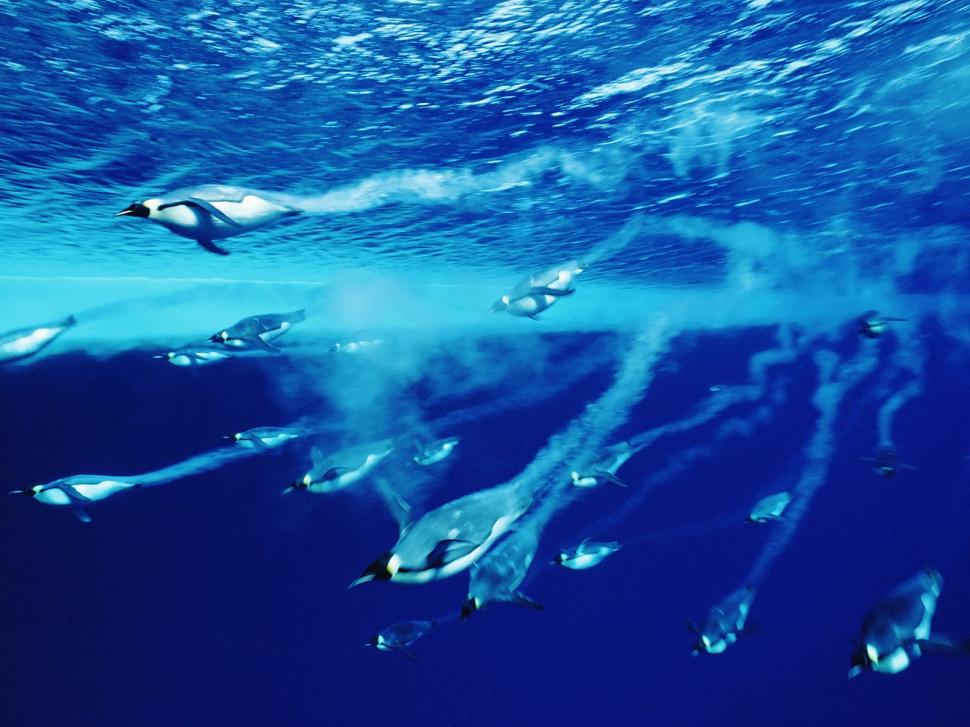 Swim Blue Penguins HD wallpaper,animals wallpaper,blue wallpaper,swim wallpaper,penguins wallpaper,1600x1200 wallpaper