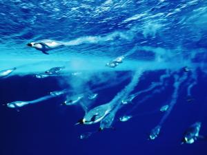 Swim Blue Penguins HD wallpaper thumb