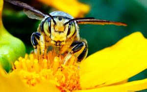 Bee Pollinating wallpaper thumb