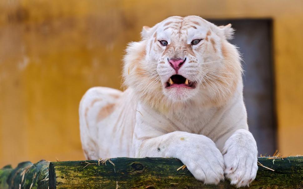 Angry White tiger wallpaper,Angry White tiger HD wallpaper,white HD wallpaper,tiger HD wallpaper,tiger HD wallpaper,animals HD wallpaper,2880x1800 HD wallpaper,2880x1800 wallpaper