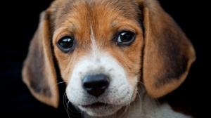 Animals, Dog, Beagle, Small, Cute, Photography, Dark Background wallpaper thumb