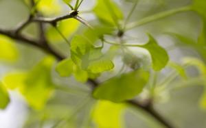 Leaves Macro Green HD wallpaper thumb
