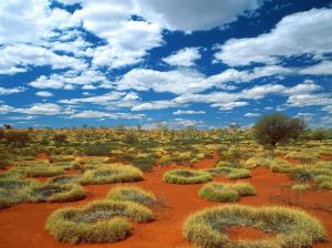 Old Spinifex Rings  Little Sandy Desert  Australia HD wallpaper thumb