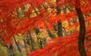 Autumn japan tree wallpaper thumb