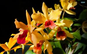 Exquisite Orchids wallpaper thumb