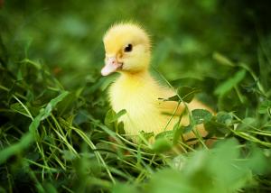 Chick in grass wallpaper thumb