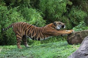 tiger, sipping, predator, grass wallpaper thumb