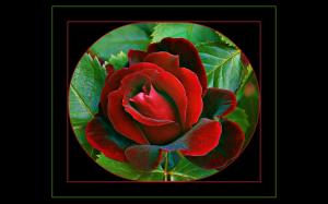 A Red Rose Framed wallpaper thumb