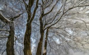 Winter, trees, twigs, snow wallpaper thumb