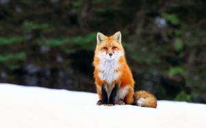 Winter, fox, snow, forest wallpaper thumb