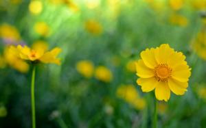 Yellow kosmeya flowers, blur background wallpaper thumb