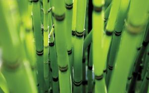 Spring green bamboo wallpaper thumb