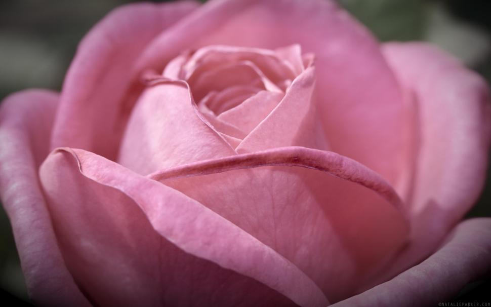 A Soft Pink Colored Rose wallpaper,fun and happiness HD wallpaper,grace HD wallpaper,behold HD wallpaper,3d & abstract HD wallpaper,2560x1600 wallpaper