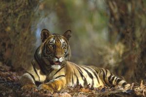 Bengal Tiger Resting wallpaper thumb