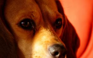 Deagle dog wallpaper thumb