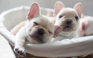 Puppies, comfort wallpaper thumb